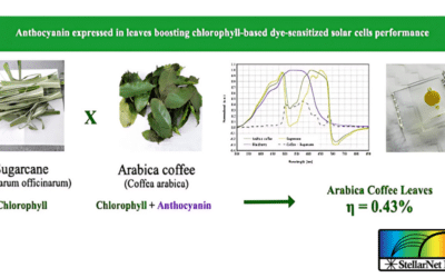 Anthocyanin expressed in leaves boosting chlorophyll-based dye-sensitized solar cells performance