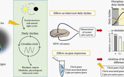 Artificial light at night at environmental intensities disrupts daily rhythm of the oyster Crassostrea gigas