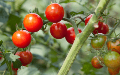 Unravelling effects of red/far-red light on nutritional quality and the role and mechanism in regulating lycopene synthesis in postharvest cherry tomatoes