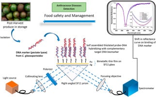 Detection of necrotrophic DNA marker of anthracnose causing Colletotrichum gloeosporioides fungi in harvested produce using surface plasmon resonance