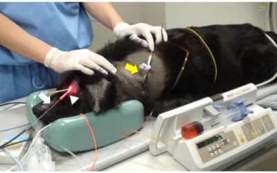 Efficacy of 5-Aminolevulinic Acid in Photodynamic Detection and Photodynamic Therapy in Veterinary Medicine