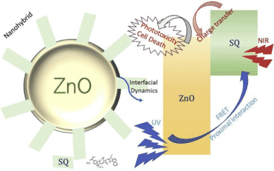 Exploration of interfacial dynamics in squaraine based nanohybrids for potential photodynamic action