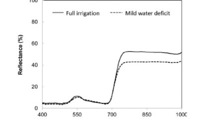 Exploring VIS/NIR reflectance indices for the estimation of water status in highbush blueberry plants grown under full and deficit irrigation