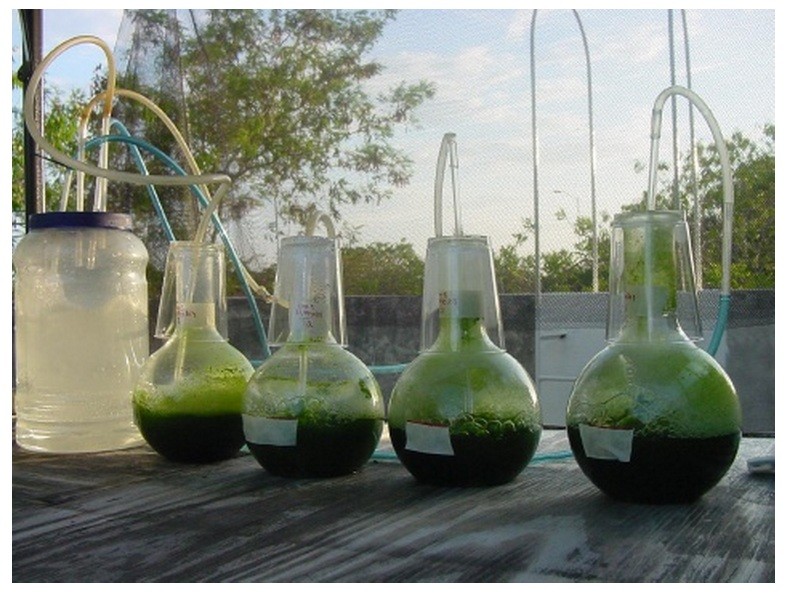 algae bioreactor kit