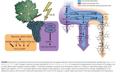 Flavonol Profile Is a Reliable Indicator to Assess Canopy Architecture and the Exposure of Red Wine Grapes to Solar Radiation