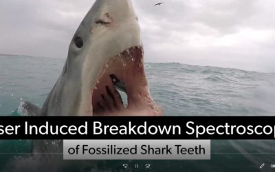 Chew on this! Shark Week Special – LIBS of Fossilized Shark Teeth