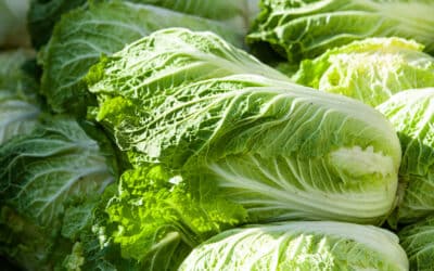 Growth, morphology, and photosynthetic activity of Chinese cabbage and lettuce grown under polyethylene and spectrum conversion films