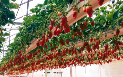 Improvement of strawberry transplant production efficiency by supplementary blue light in a plant factory using white LEDs