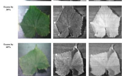 Estimation of nitrogen content in cucumber plant (Cucumis sativus L.) leaves using hyperspectral imaging data with neural network and partial least squares regressions