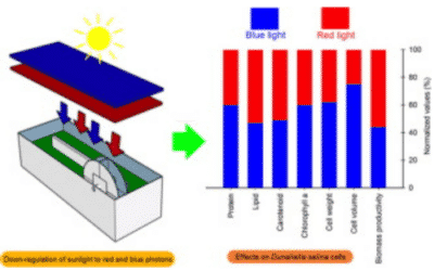 Monochromatic light filters to enhance biomass and carotenoid productivities of Dunaliella salina in raceway ponds