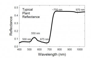 typical plant reflectance in visible and NIR range with StellarNet spectrometer