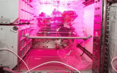 Optimizing Controlled-Release Fertilizers for Lettuce and Mizuna Grown on the International Space Station